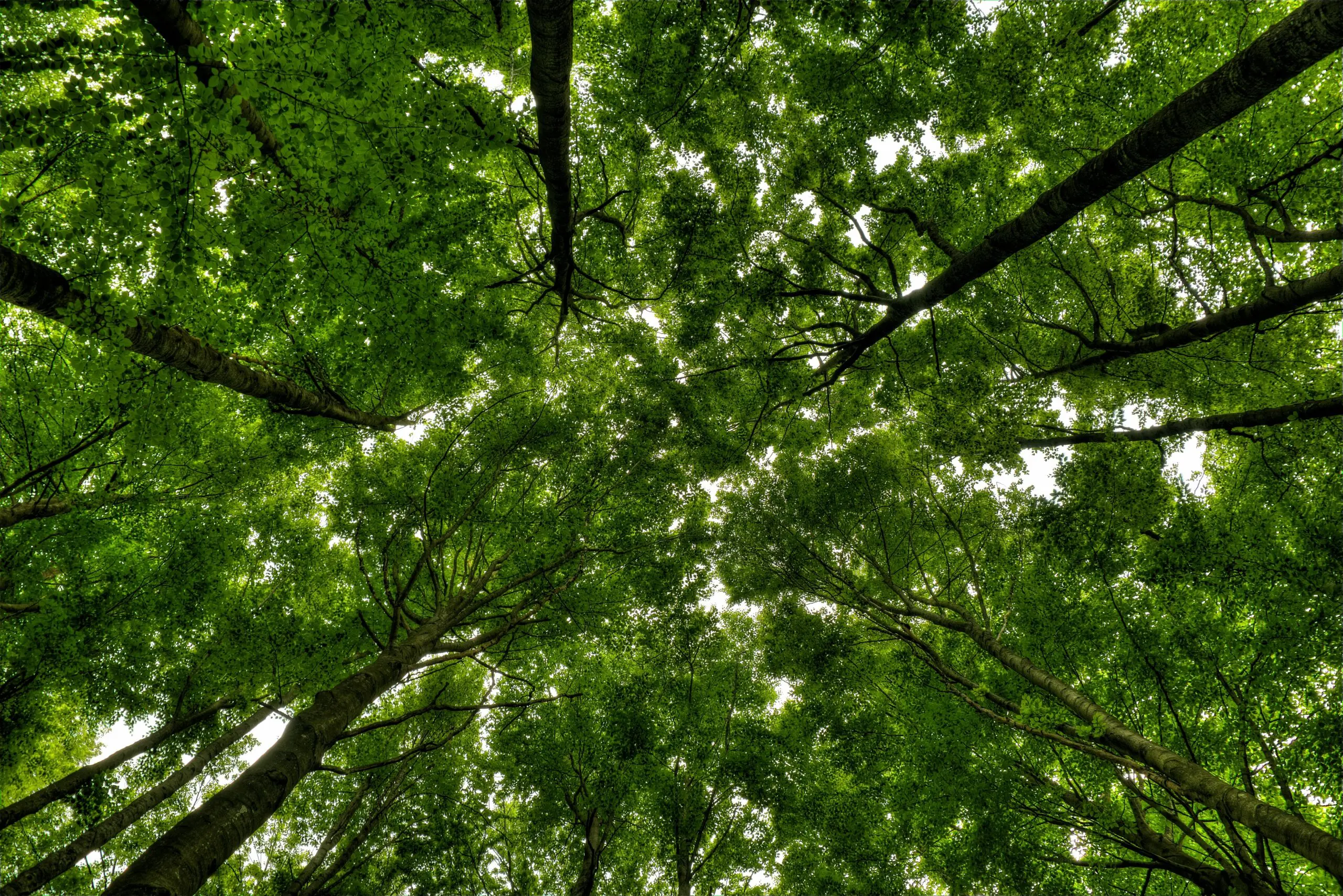 Trækroner set nedefra